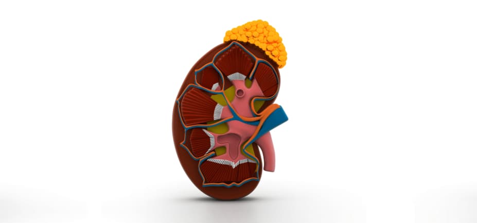 3d illustration of human kidney