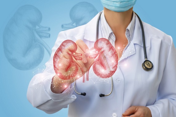 the-kidneys-role-reasons-to-take-care-of-them